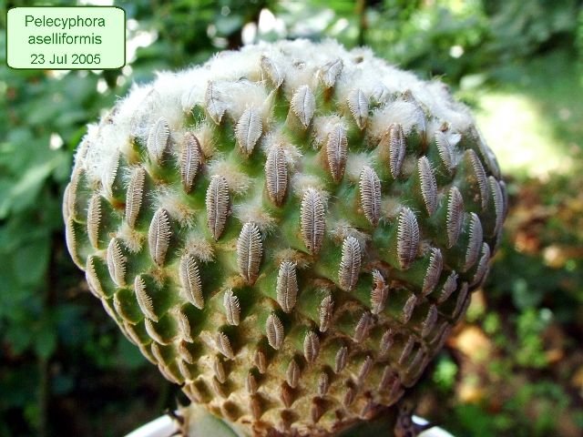 Pelecyphora _aselliformis_ 01